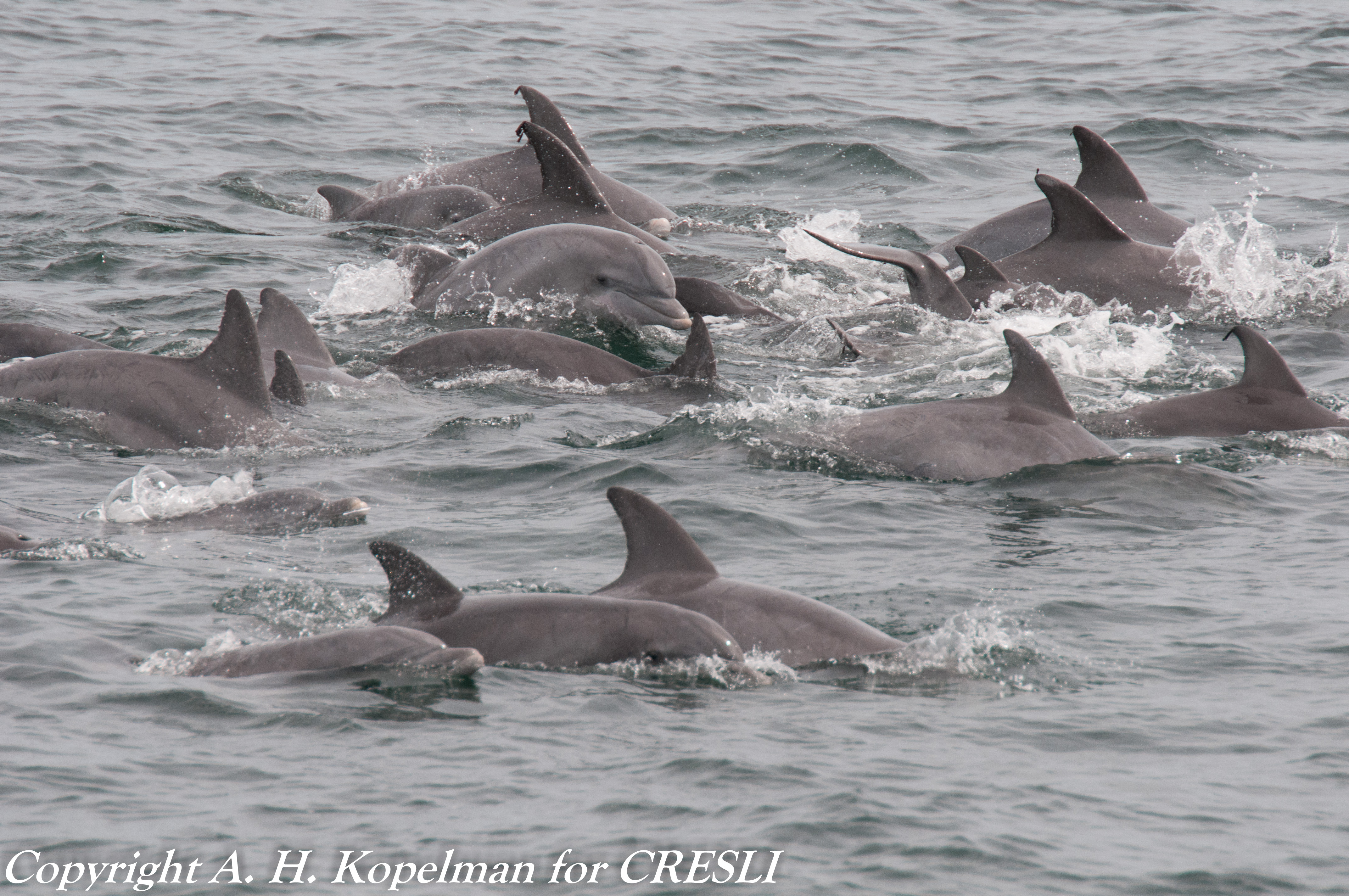 Atlantic bottlenose dolphins (now 2 different species)