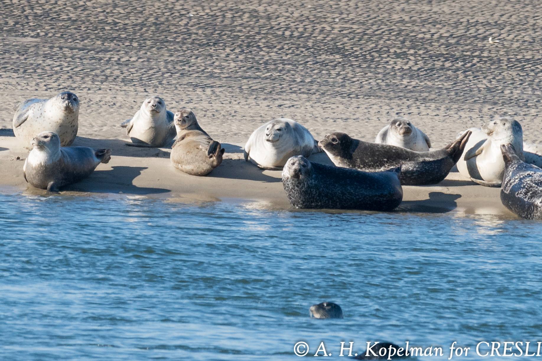 Coastal Research and Education Society of Long Island