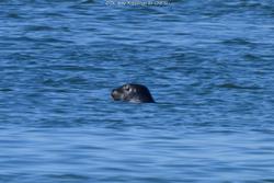 CRESLI Seal walk at Cupsogue Beach