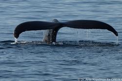 CRESLI-Viking Fleet Local  Montauk Whale Watch (Viking Star)