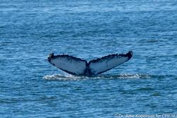 CRESLI-Viking Fleet Local  Montauk Whale Watch (Viking Star)