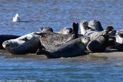 CRESLI Seal Cruise on the RV Peconic