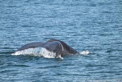 CRESLI-Viking Fleet Local  Montauk Whale Watch (Viking Star)
