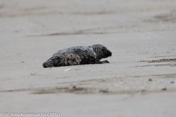 CRESLI Seal walk at Cupsogue Beach