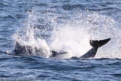 CRESLI-Viking Fleet Local  Montauk Whale Watch (Viking Starship)