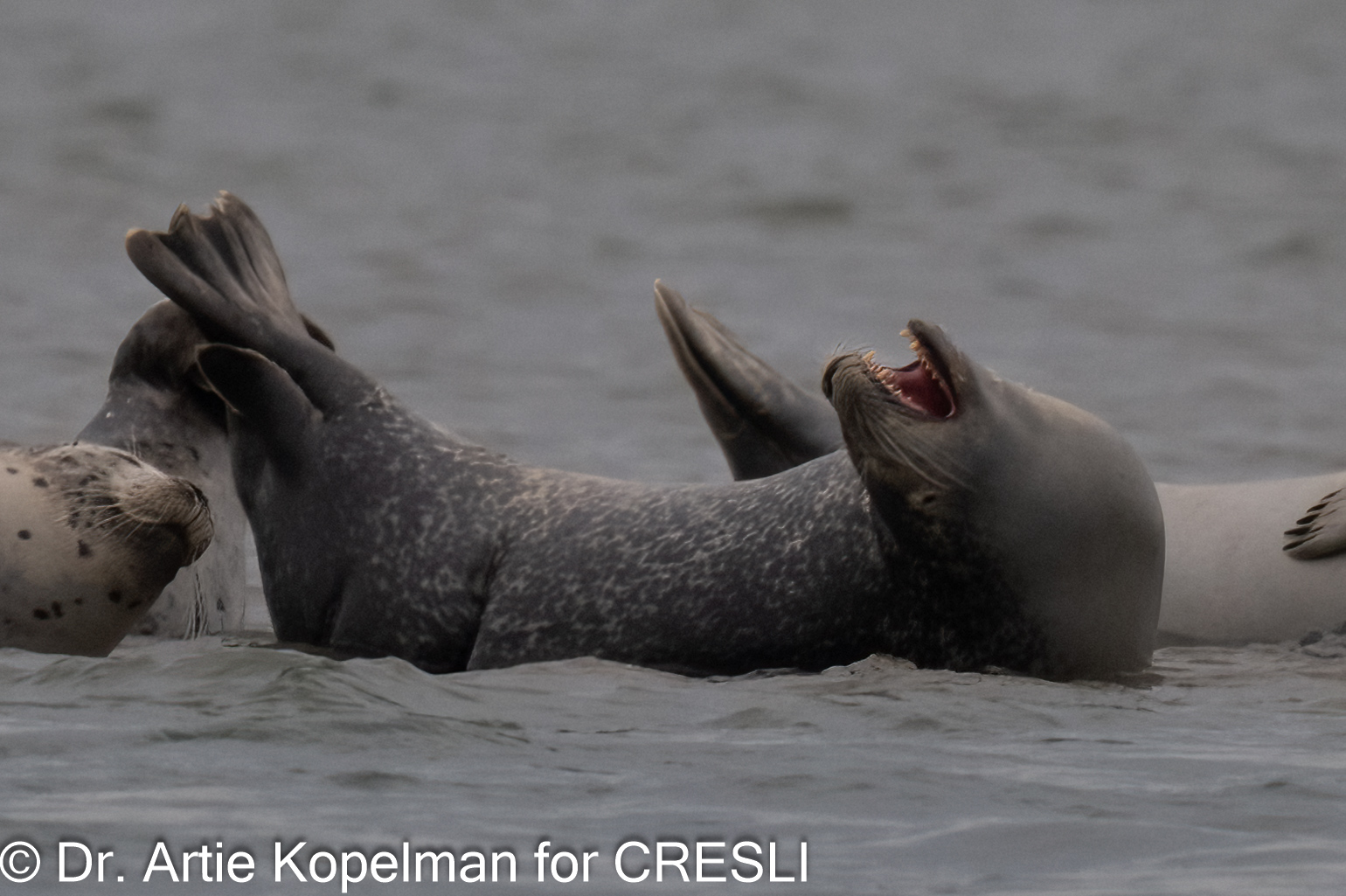 CRESLI 2024-2025 Seal Walks and Cruises