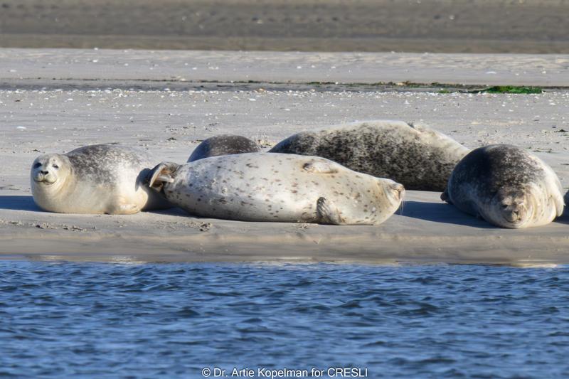 CRESLI Atlantic Harbor seal Adoption Package