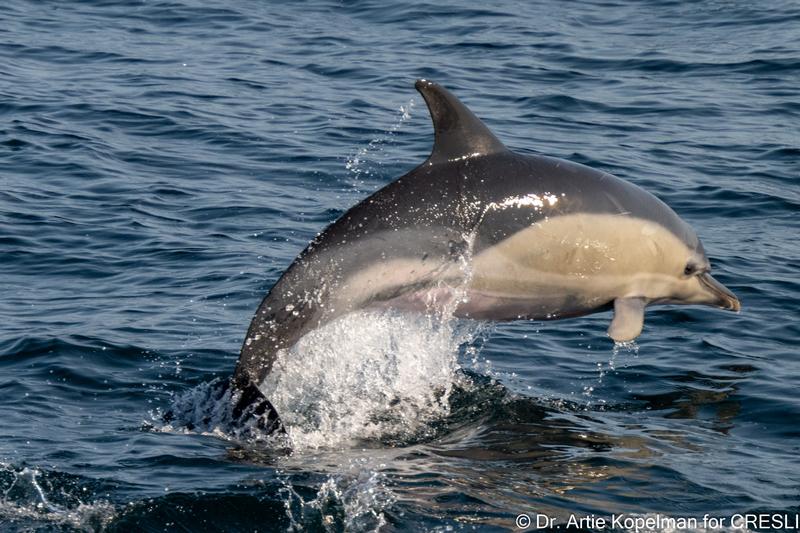 CRESLI short-beaked common dolphin Adoption Package