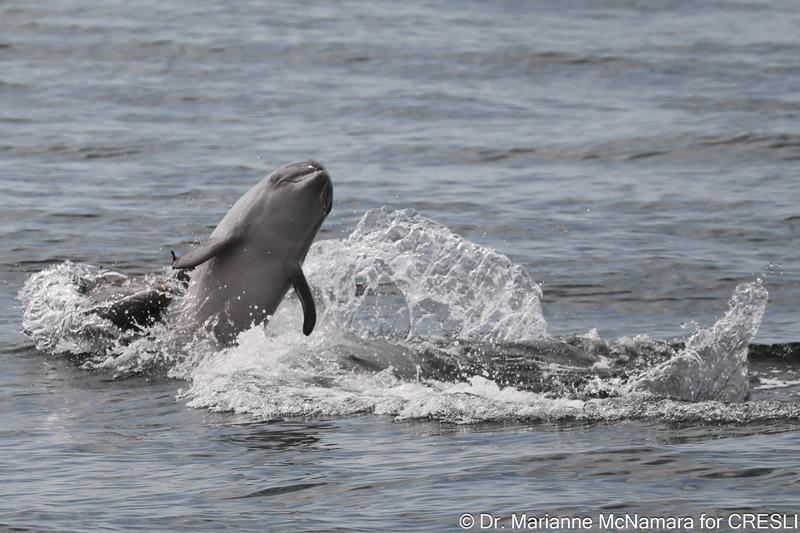 CRESLI Tamanend’s bottlenose dolphin Adoption Package