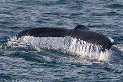 CRESLI/Viking Fleet Whale Watch