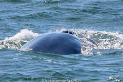 CRESLI-Viking Fleet Local  Montauk Whale Watch (Viking Star)