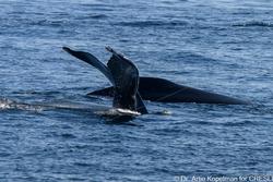 CRESLI-Viking Fleet Local  Montauk Whale Watch (Viking Starship)