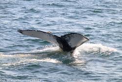 CRESLI-Viking Fleet Local  Montauk Whale Watch (Viking Starship)
