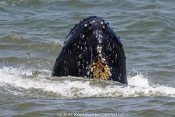 CRESLI-Viking Fleet Local  Montauk Whale Watch (Viking Star)
