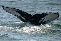 CRESLI-Viking Fleet Local  Montauk Whale Watch (Viking Star)