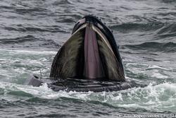 CRESLI-Viking Fleet Local Montauk Whale Watch (Viking Star)