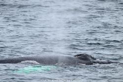 CRESLI-Viking Fleet Local  Montauk Whale Watch (Viking Star)