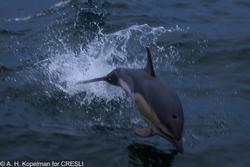 CRESLI-Viking Fleet Local  Montauk Whale Watch (Viking Star)