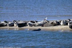 CRESLI Seal Cruise on the RV Peconic