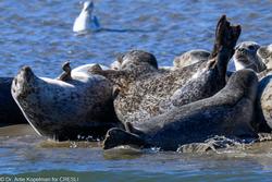 CRESLI Seal Cruise on the RV Peconic