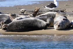 CRESLI Seal Cruise on the RV Peconic