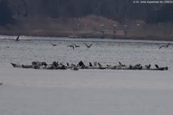 CRESLI Seal walk at Cupsogue Beach