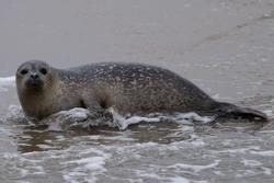 CRESLI Seal Cruise on the RV Peconic