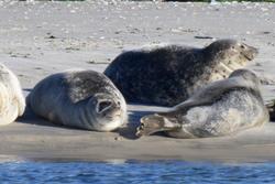 CRESLI Seal walk at Cupsogue Beach