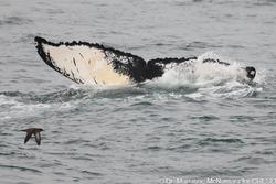 CRESLI-Viking Fleet Local Montauk Whale Watch (Viking Starship)