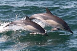 CRESLI-Viking Fleet Local  Montauk Whale Watch (Viking Starship)
