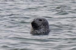 CRESLI Seal walk at Cupsogue Beach