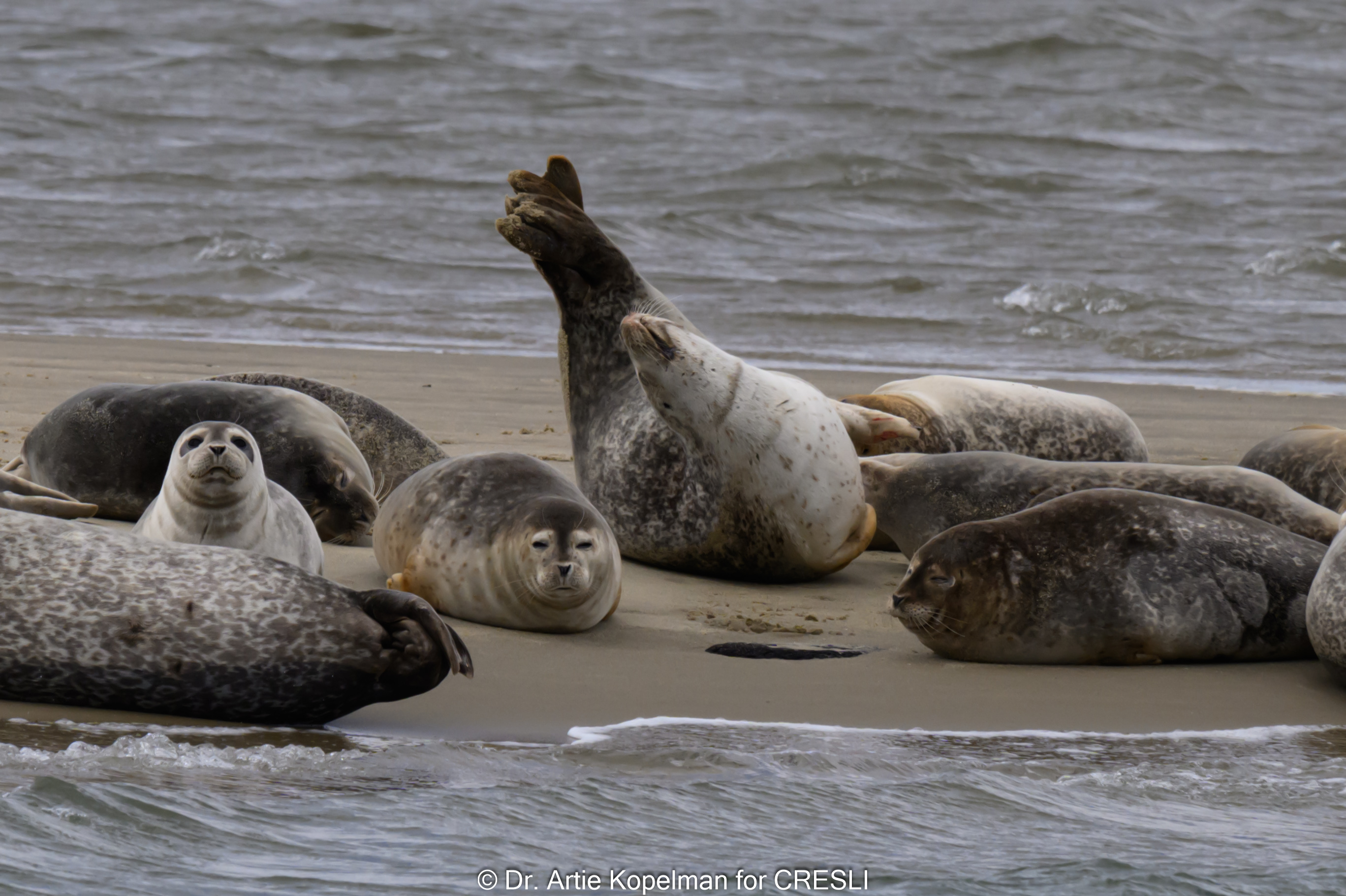 Seals at Shinnecock Bay, April 6, 2024