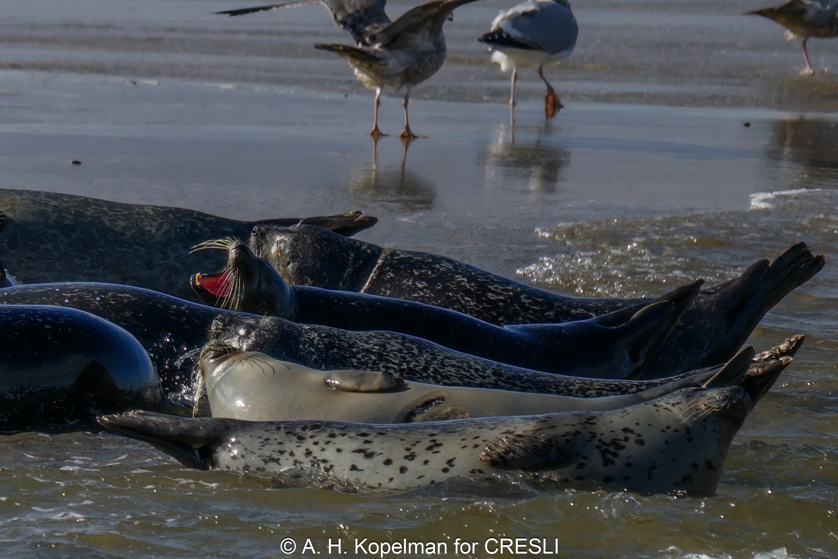 Seals at Shinnecock Bay, April 6, 2024