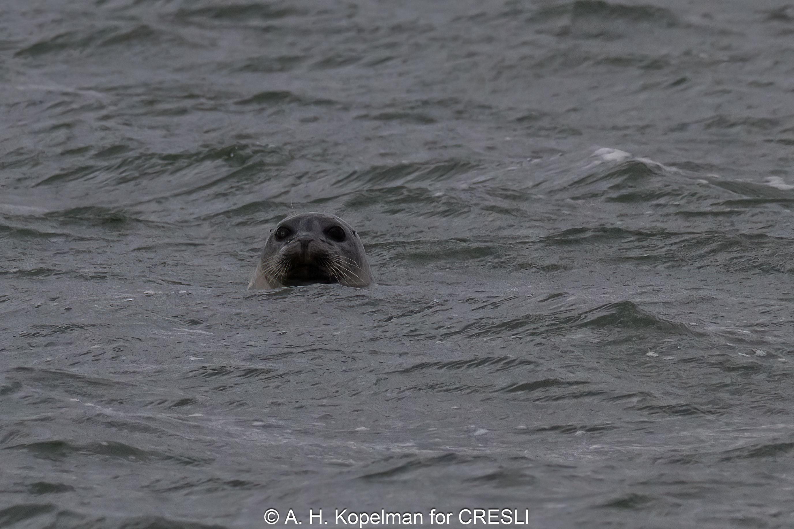 CRESLI 2025-2026 Seal Walks and Cruises