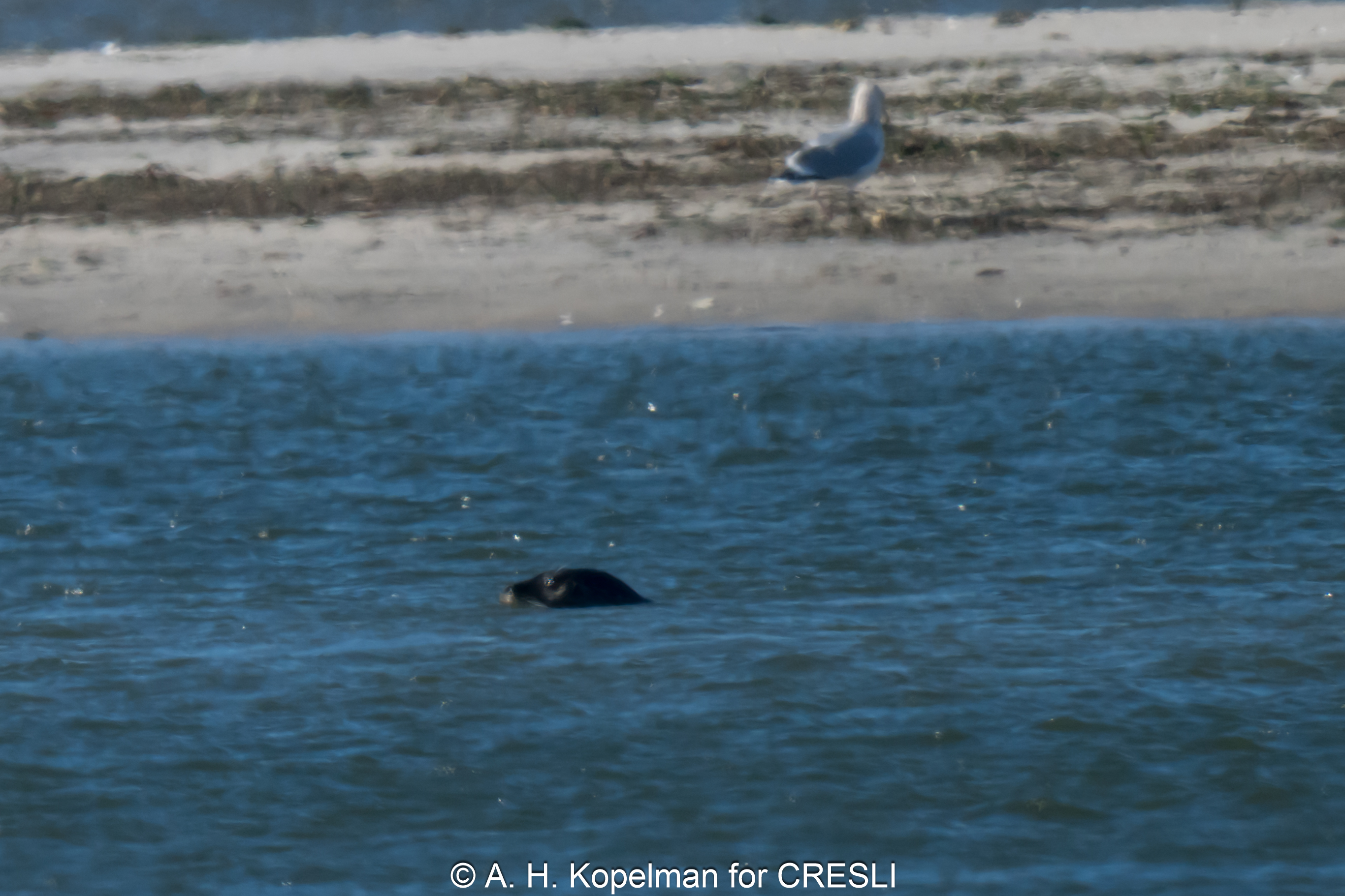 Harbor seal in Moriches Bay 12/03/2025