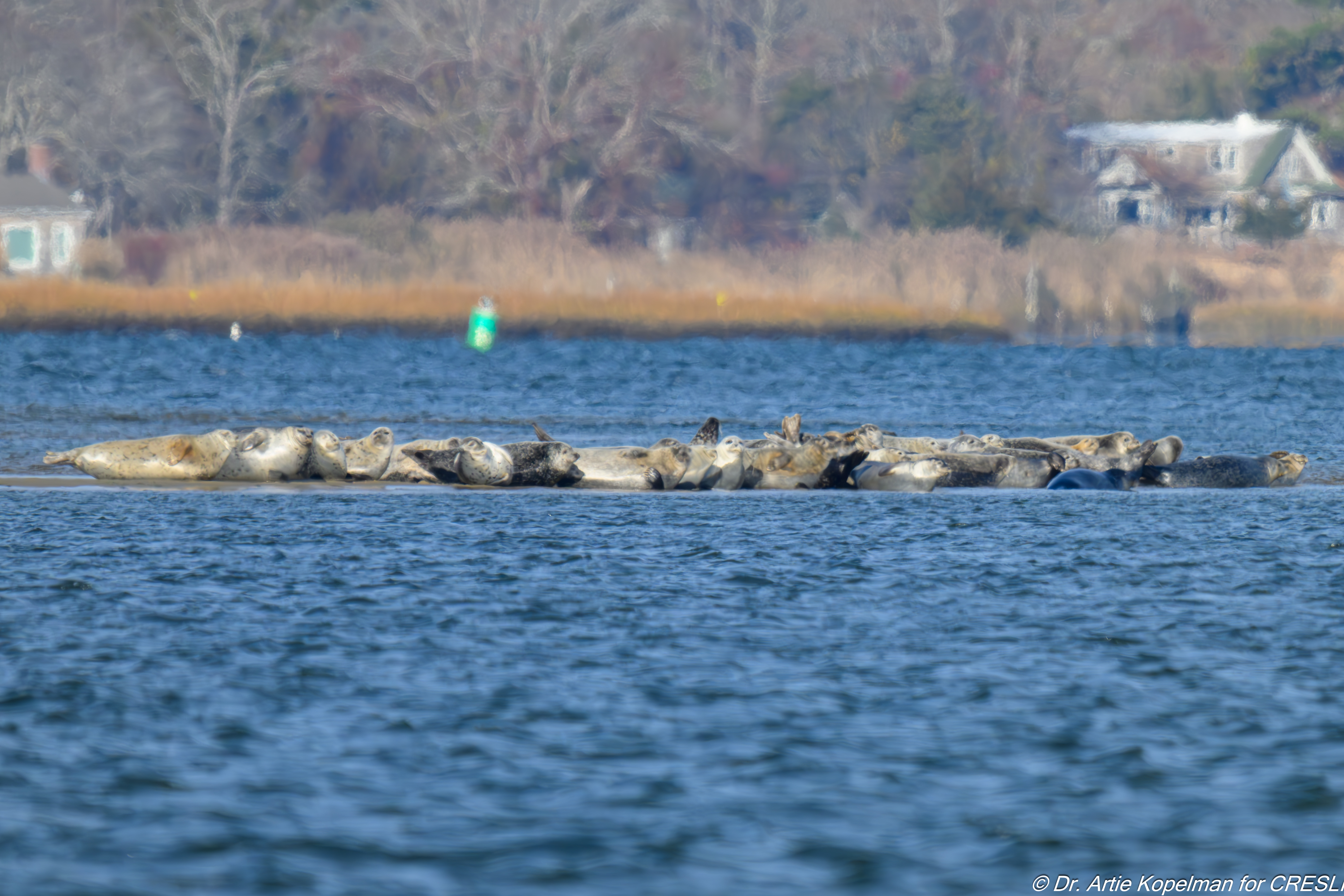 37 harbor seals on tertiary haulout area