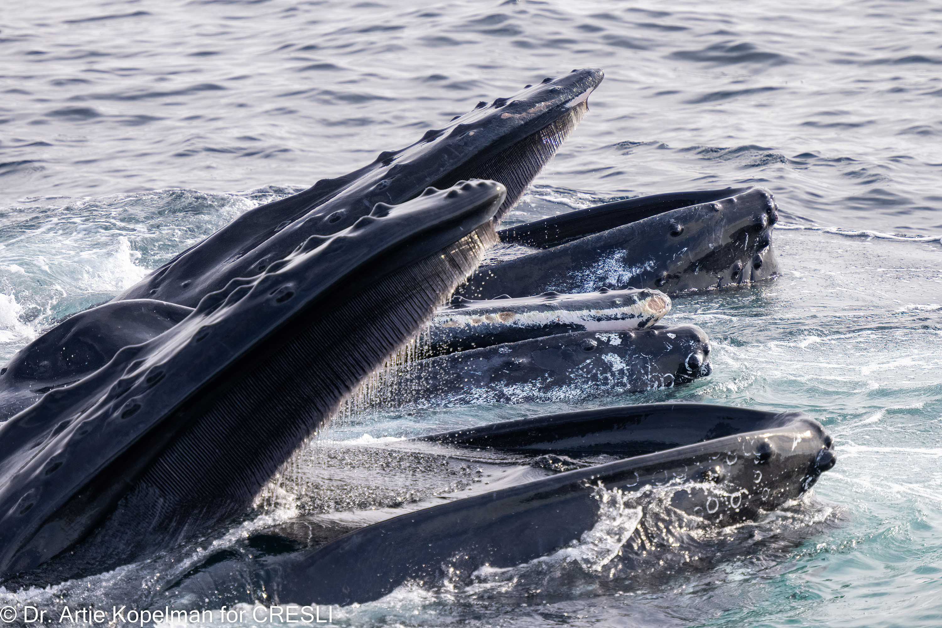Trio of cooperative feeding humpback whales filtering