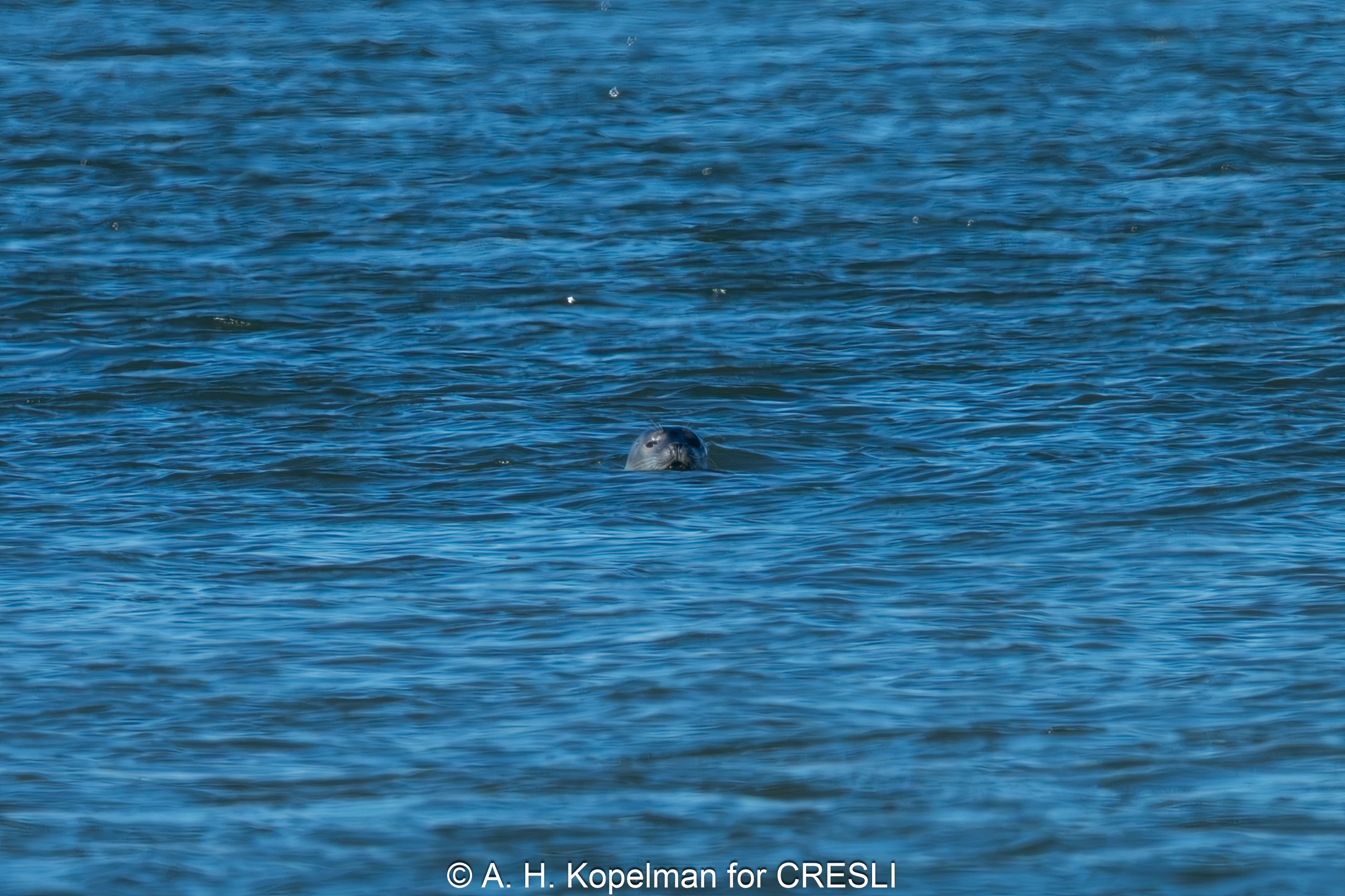 Harbor seal in Moriches Bay 12/03/2025