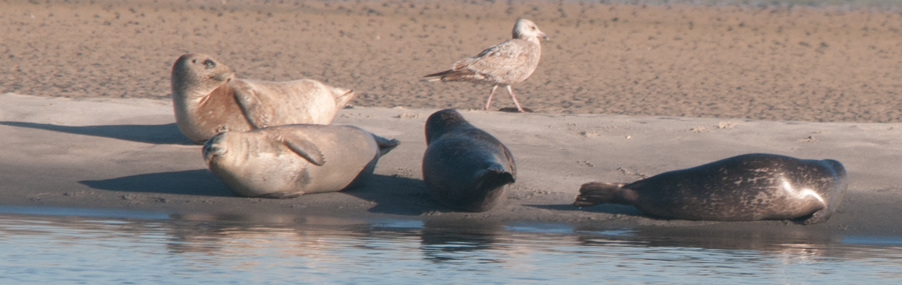 Coastal Research and Education Society of Long Island