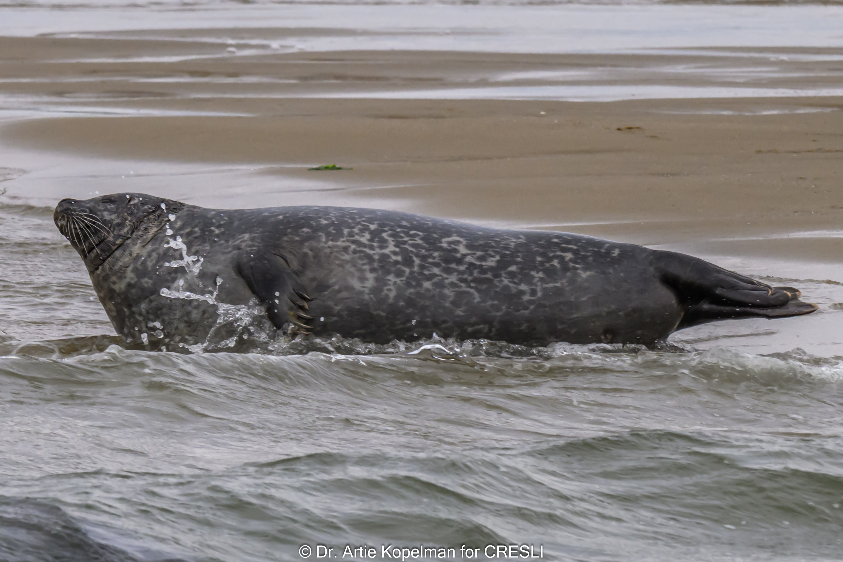 CRESLI Marine Mammal Sighting Reports