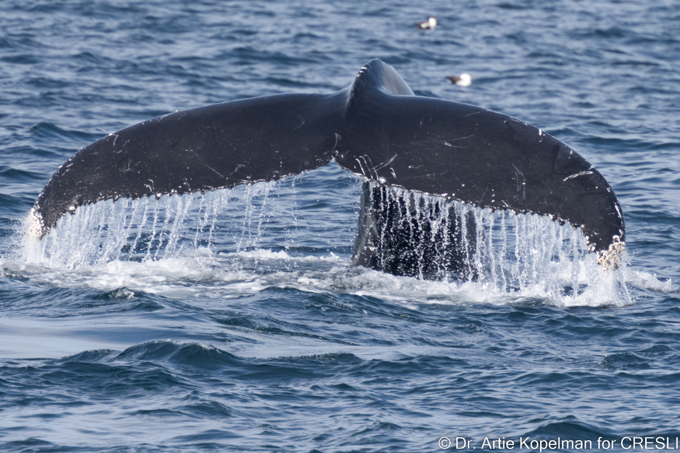 Local Montauk Whale Watching 2025